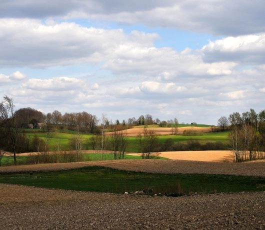 Lecą Żurawie