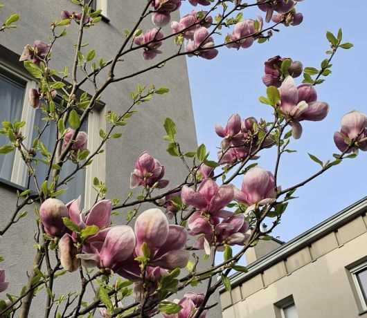 Kwitnące magnolie Saska Kępa