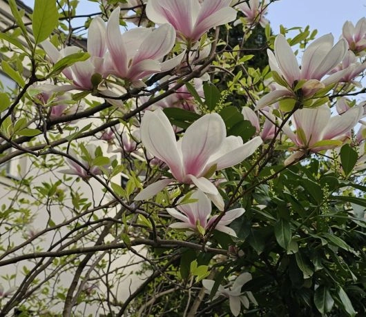 Kwitnące magnolie Saska Kępa