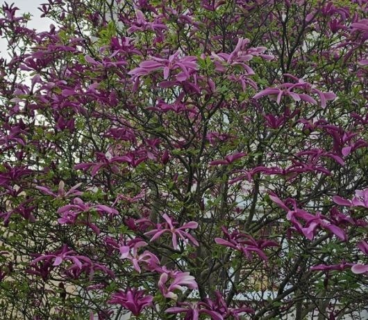 Kwitnące magnolie Saska Kępa