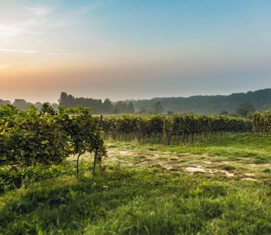 Winnica Srebrna Góra to miejska winnica, do której dojeżdża się tramwajem, a ostatni odcinek prowadzi ścieżką w górę, w stronę klasztoru kamedułów. Fot. Winnica Srebrna Góra