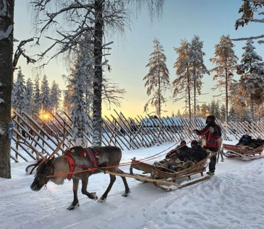 Przejażdżka saniami ciągniętymi przez renifery po ośnieżonej ścieżce o zachodzie słońca w Rovaniemi.