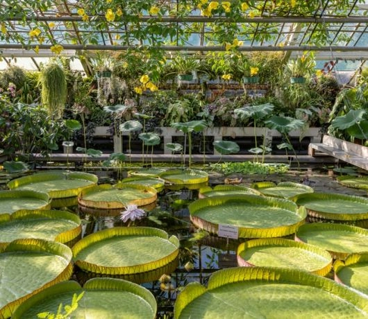 Ogród botaniczny w Krakowie