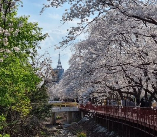 Eden Cherry Blossom Road
