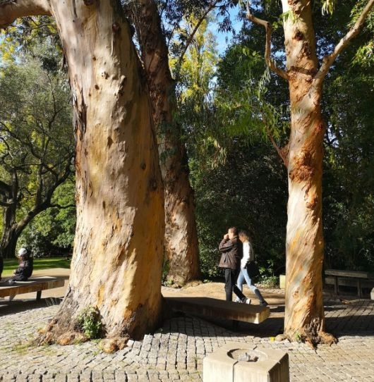 lizbona park gulbekiana