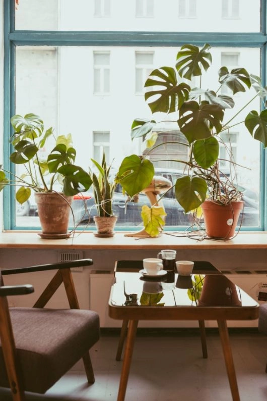 cafe rozrusznik