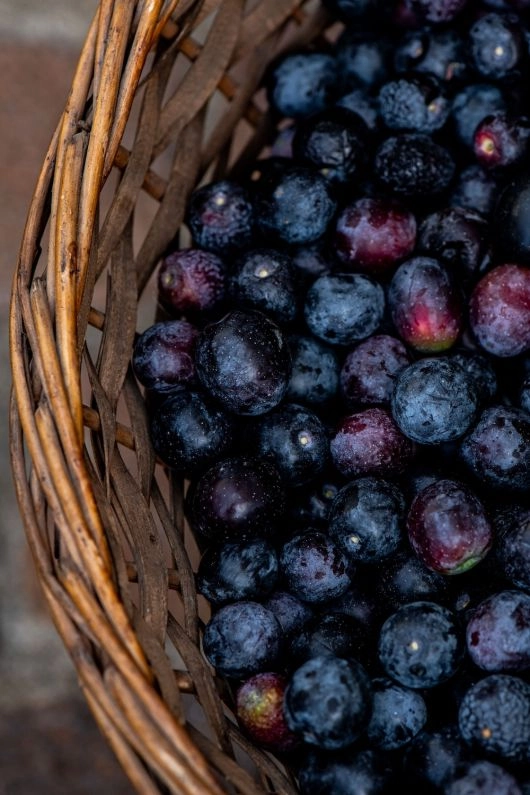 Degustacja podczas targów, świeże oliwki z Apulii i wypiek z regionu Trentino, fot. R.Fortunato