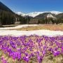 Krokusy w Dolinie Chochołowskiej na tle tatrzańskich chat pasterskich i ośnieżonych gór.