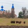 Żubry pasące się na polu na Podlasiu, w tle cerkiew z niebieskimi kopułami i wczesnowiosenny krajobraz.