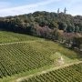 Winnica Srebrna Góra na zboczu u stóp klasztoru Kamedułów w Krakowie, rzędy winogron w tle klasztor