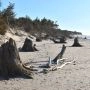 Pradawny las odsłonięty nad Bałtykiem i pnie drzew na plaży po sztormach