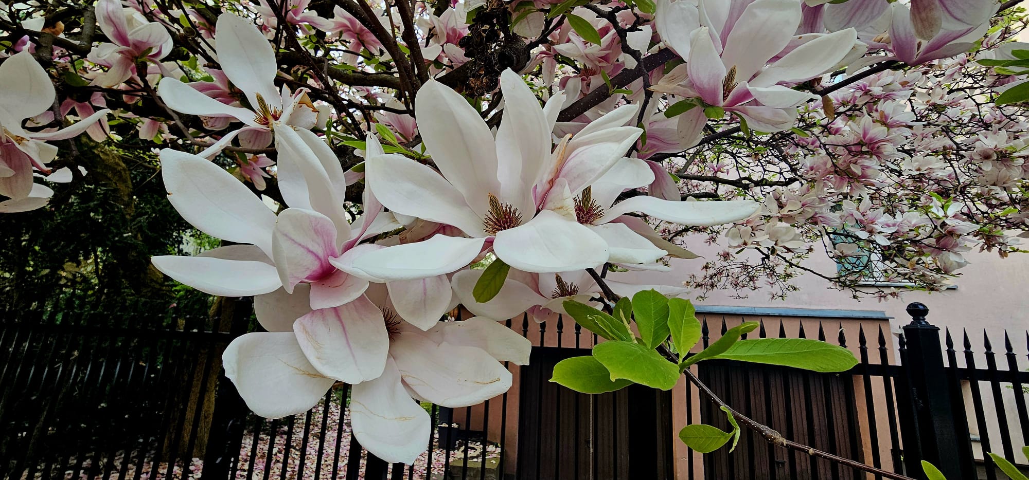 Kwitnące magnolie na Saskiej Kępie