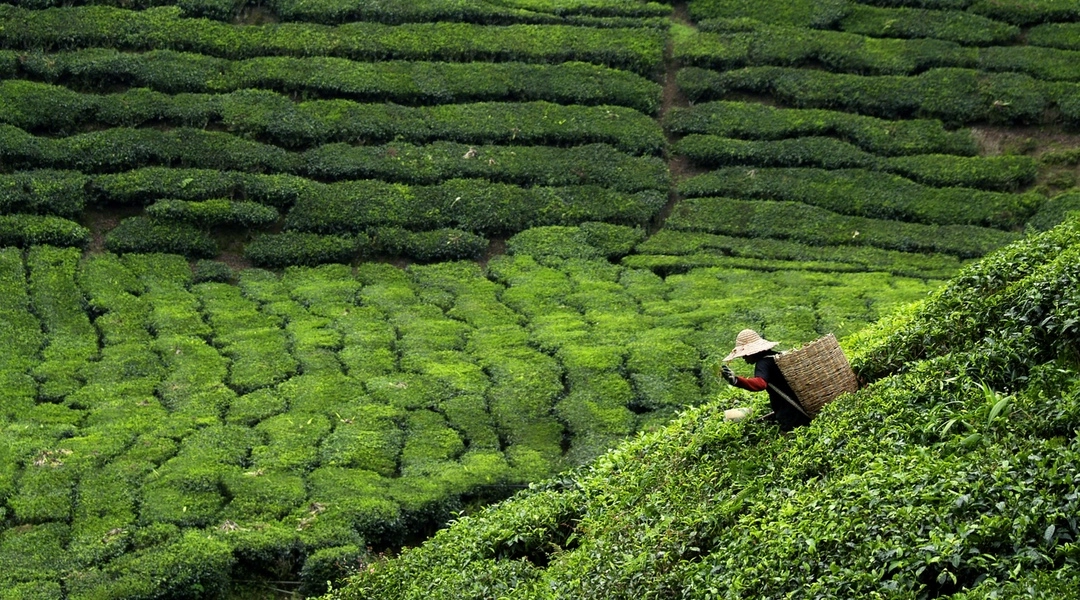 sri lanka plantacja herbaty
