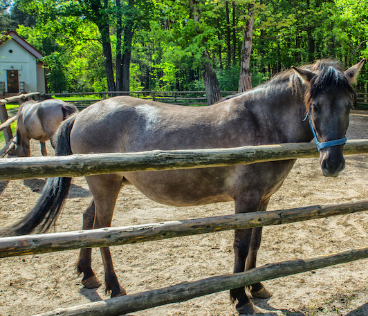 konik polski