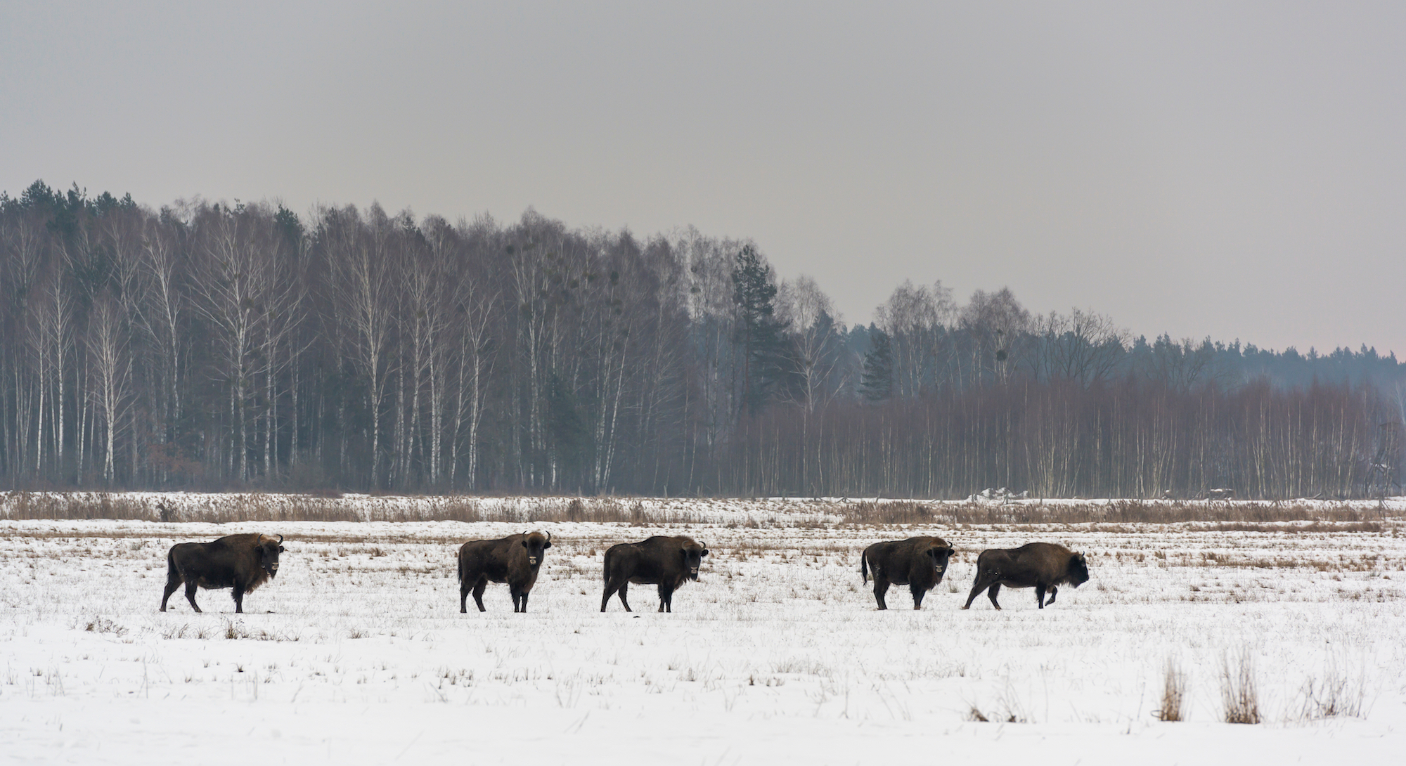 Puszcza Białowieska biegówki