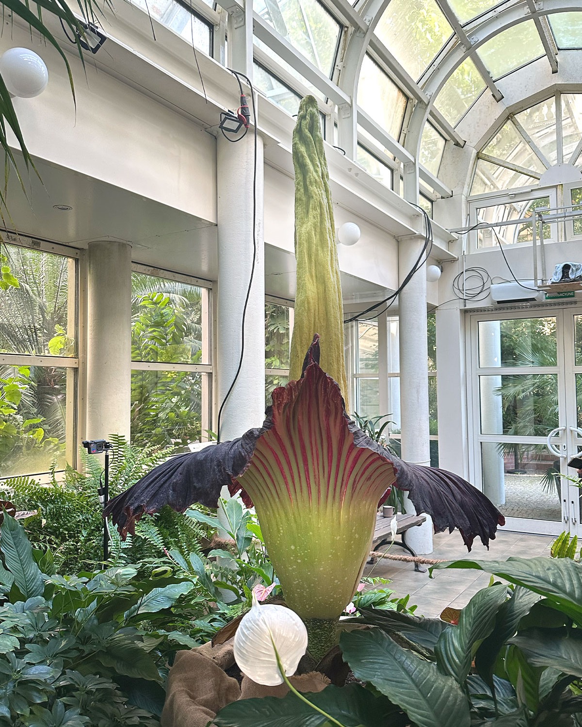Dziwidło Ogród Botaniczny UW