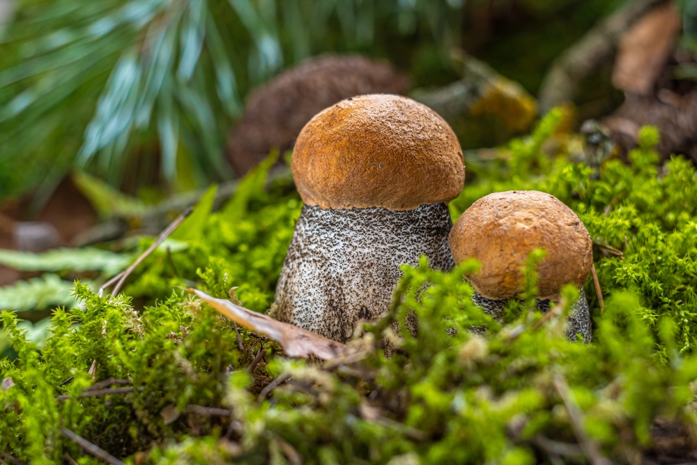 Dwa koźlarze z brązowymi kapeluszami rosnące w zielonym mchu w lesie.