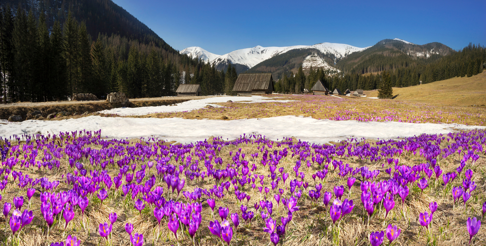 Krokusy w Dolinie Chochołowskiej na tle tatrzańskich chat pasterskich i ośnieżonych gór.