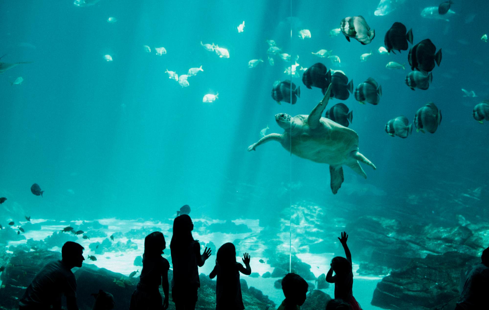 W Gdańsku powstanie oceanarium na miarę wrocławskiego Afrykarium