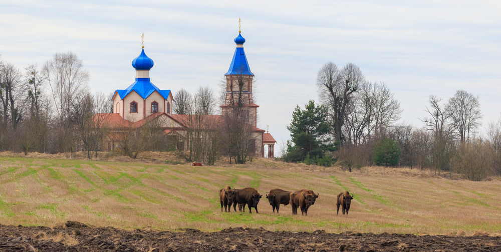 Żubry pasące się na polu na Podlasiu, w tle cerkiew z niebieskimi kopułami i wczesnowiosenny krajobraz.