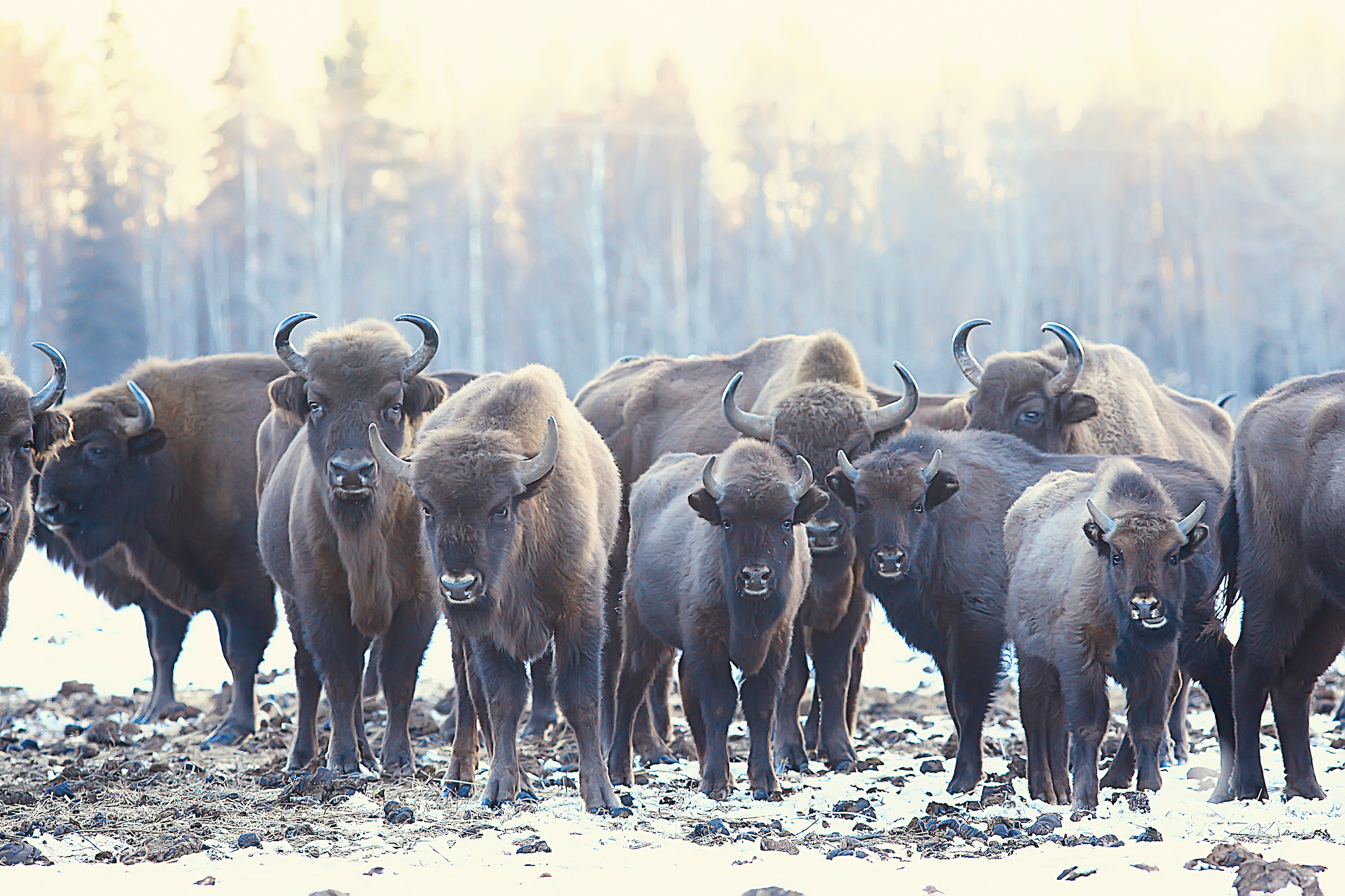 białowieża atrakcje