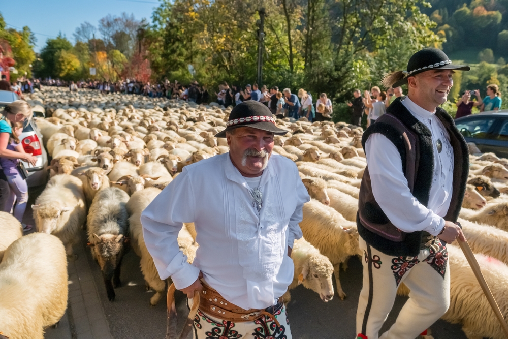 Dwaj mężczyźni w strojach góralskich idą przed stadem owiec wypełniającym ulicę, a po bokach stoją widzowie.
