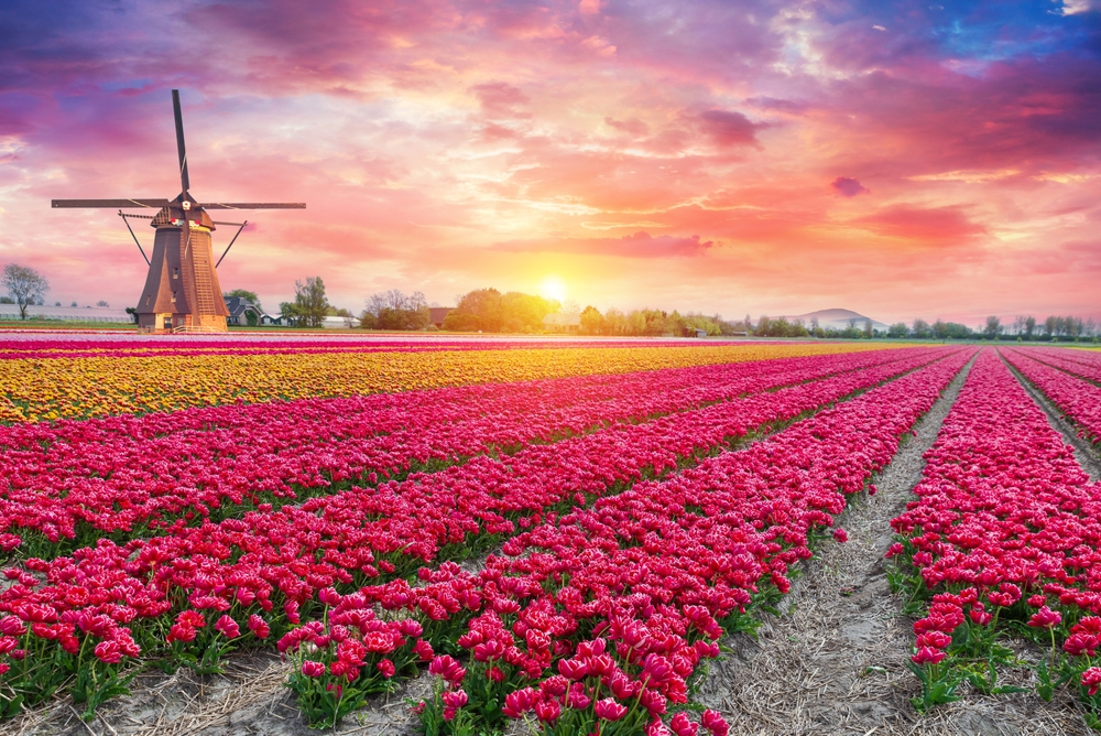 Festiwal Tulipanów Holandia 2025