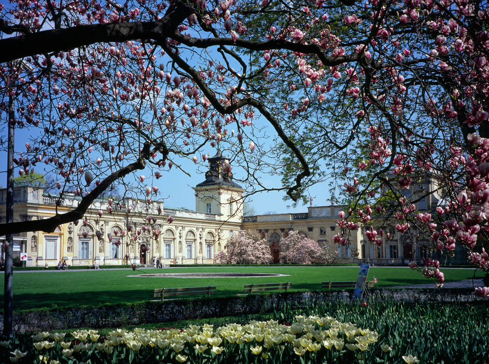 Pałac w Wilanowie widziany przez kwitnące magnolie i wiosenne kwiaty