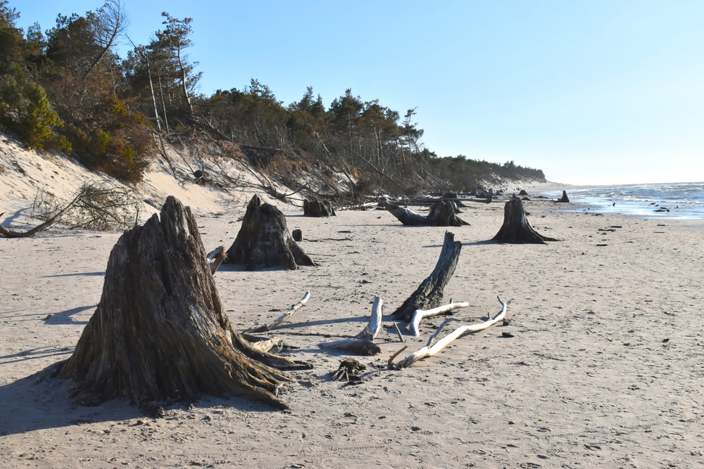 Pradawny las odsłonięty nad Bałtykiem i pnie drzew na plaży po sztormach